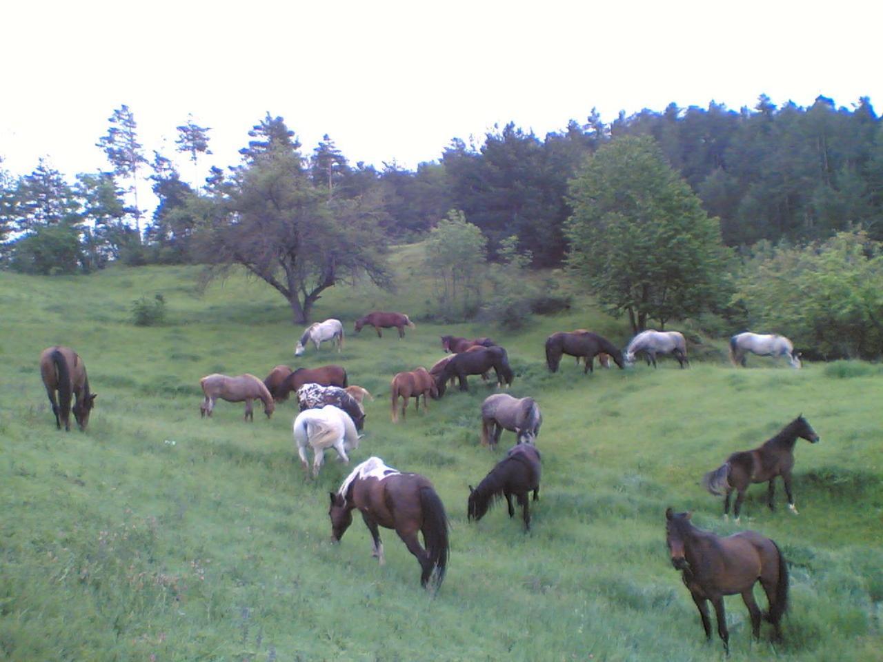 Els Torrents Hotell Bellver De Cerdanya Exteriör bild
